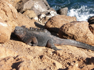 Marine Iguana