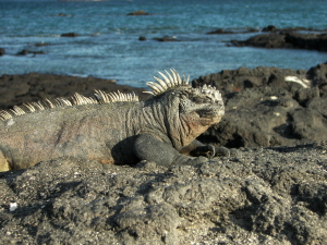 Marine Iguana