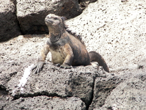 Marine Iguana