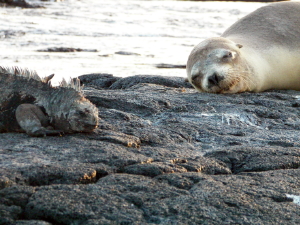 Sea Lion and Marine Iguana