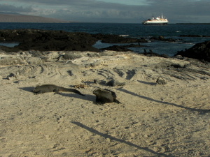 Marine Iguanas on Beach