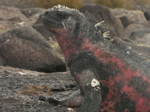 Marine Iguana during breeding season