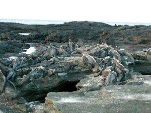 Pile of Marine Iguanas