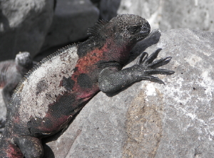 Marine Iguana