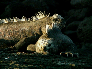 Two Marine Iguanas