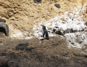 Galapagos Penguin