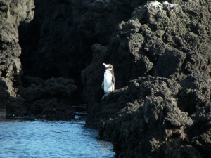 Galapagos Penguin on Isabela