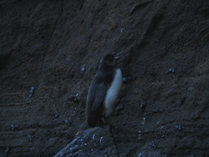 Juvenile Penguin