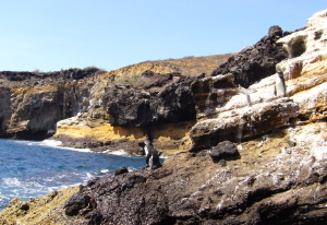 Penguins on Rocky Shore