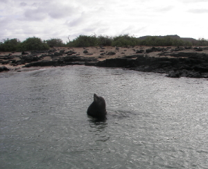 Bull Sea Lion