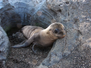 Baby Sea Lion