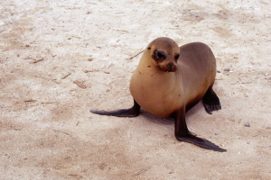 Juvenile Sea Lion