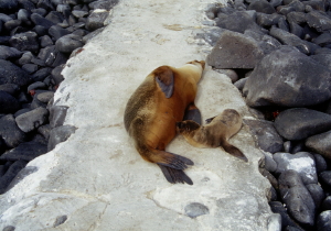 Nursing Sea Lion Pup
