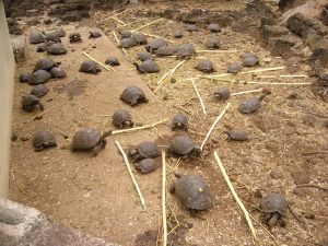 Baby Tortoises at Research Station