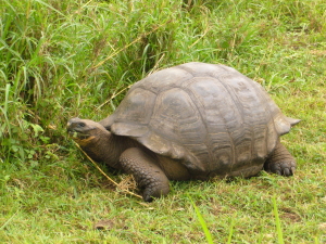 Giant Tortoise Has Lunch