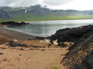 Sheep beside the bay