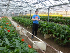Greenhouse heated using geothermal energy