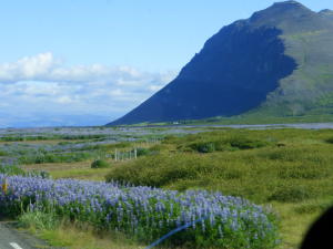 Field of Lupine
