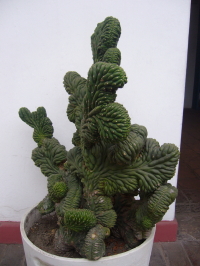 Strange Cactus